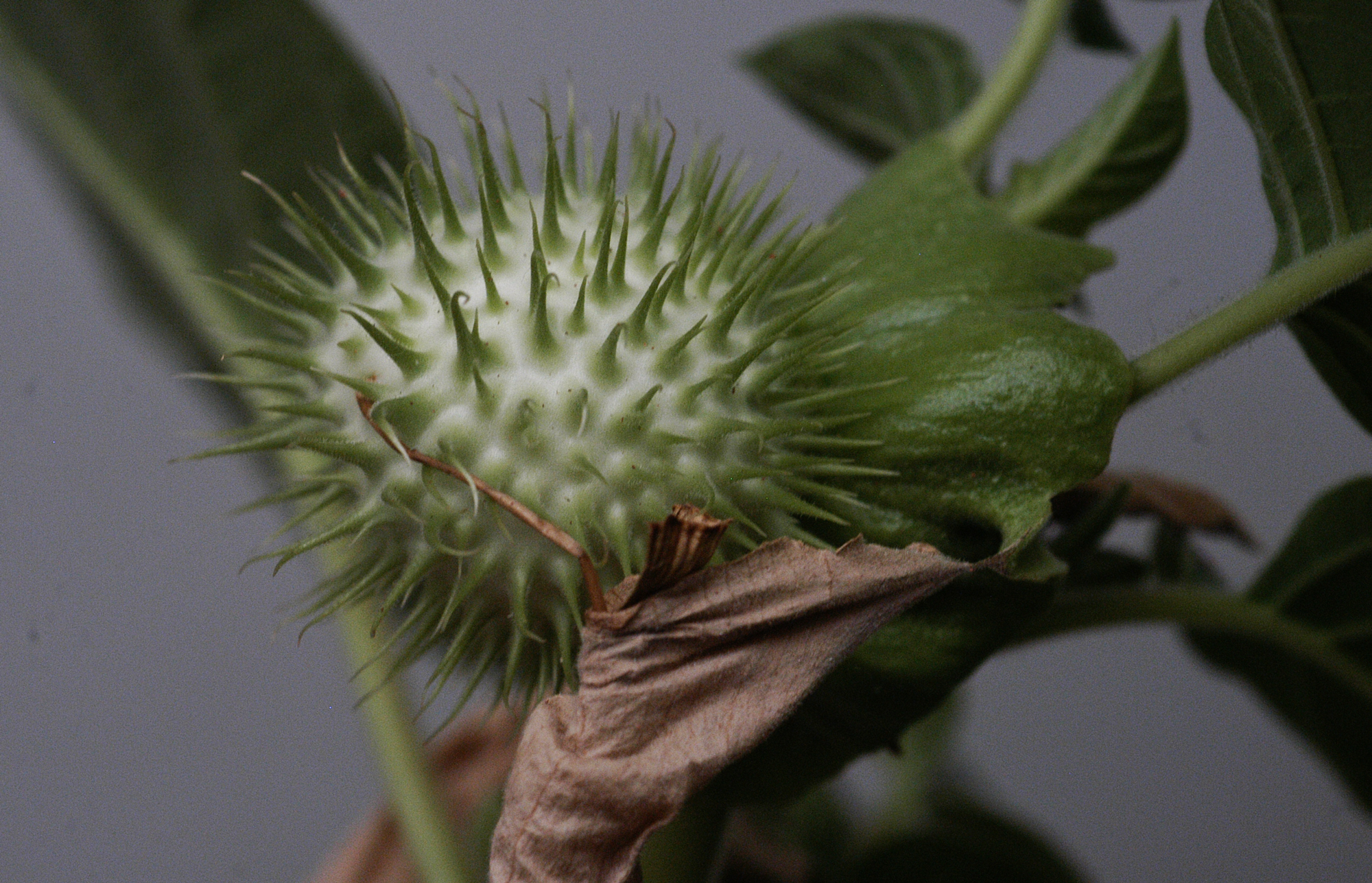 معرفی و راهنمای پرورش گیاهان دارویی - تاتوره علفی